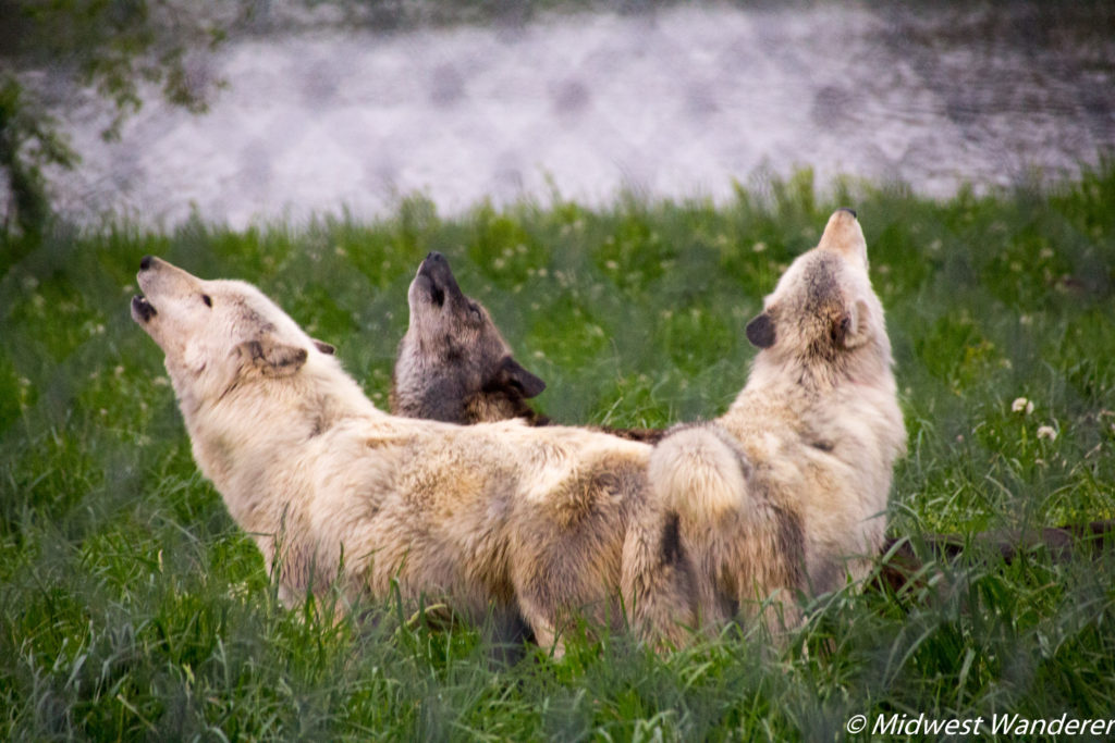 Howling with Wolves at Wolf Park Midwest Wanderer