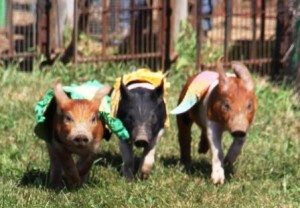Pig_races