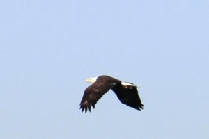Eagle_in_flight