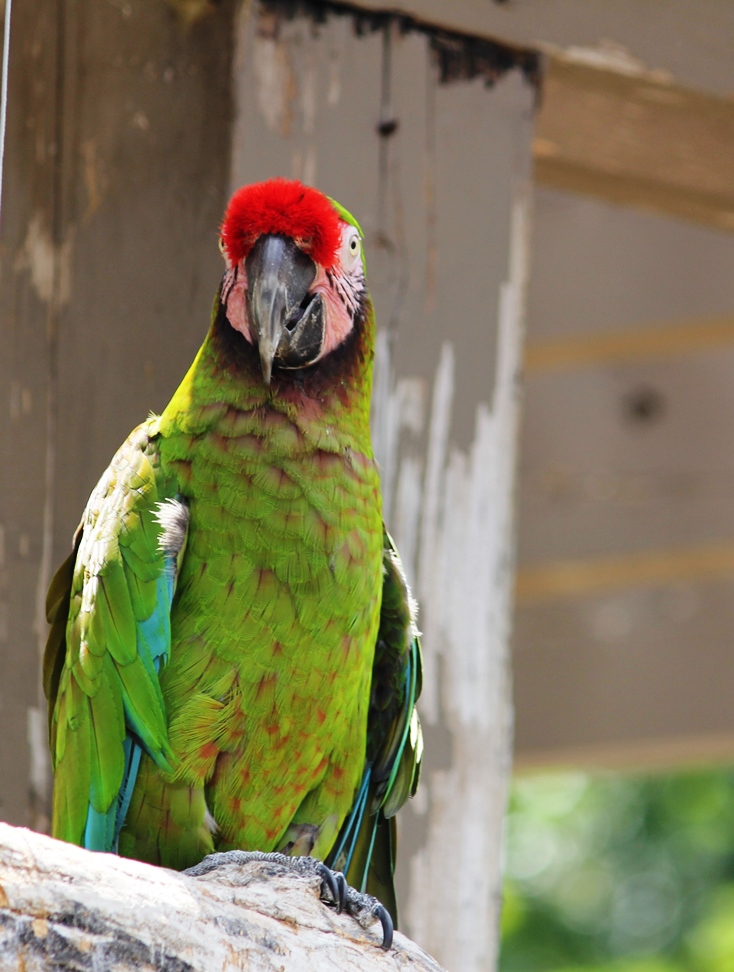 Parrot at Henry Doorly Zoo, Omaha