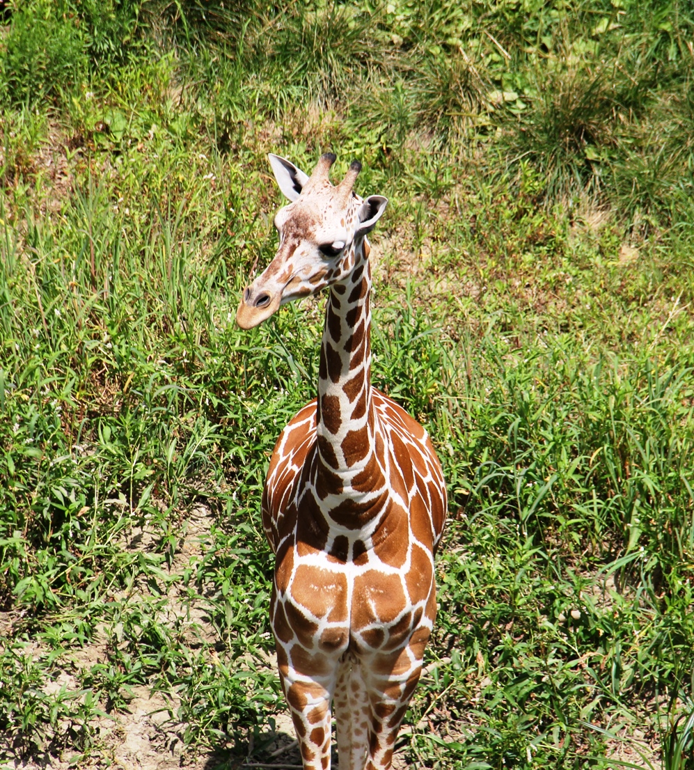 Giraffe as seen from the Skyfari
