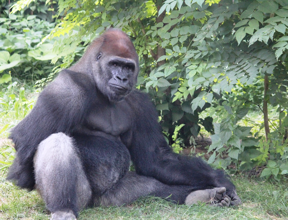 Gorilla in Omaha Zoo