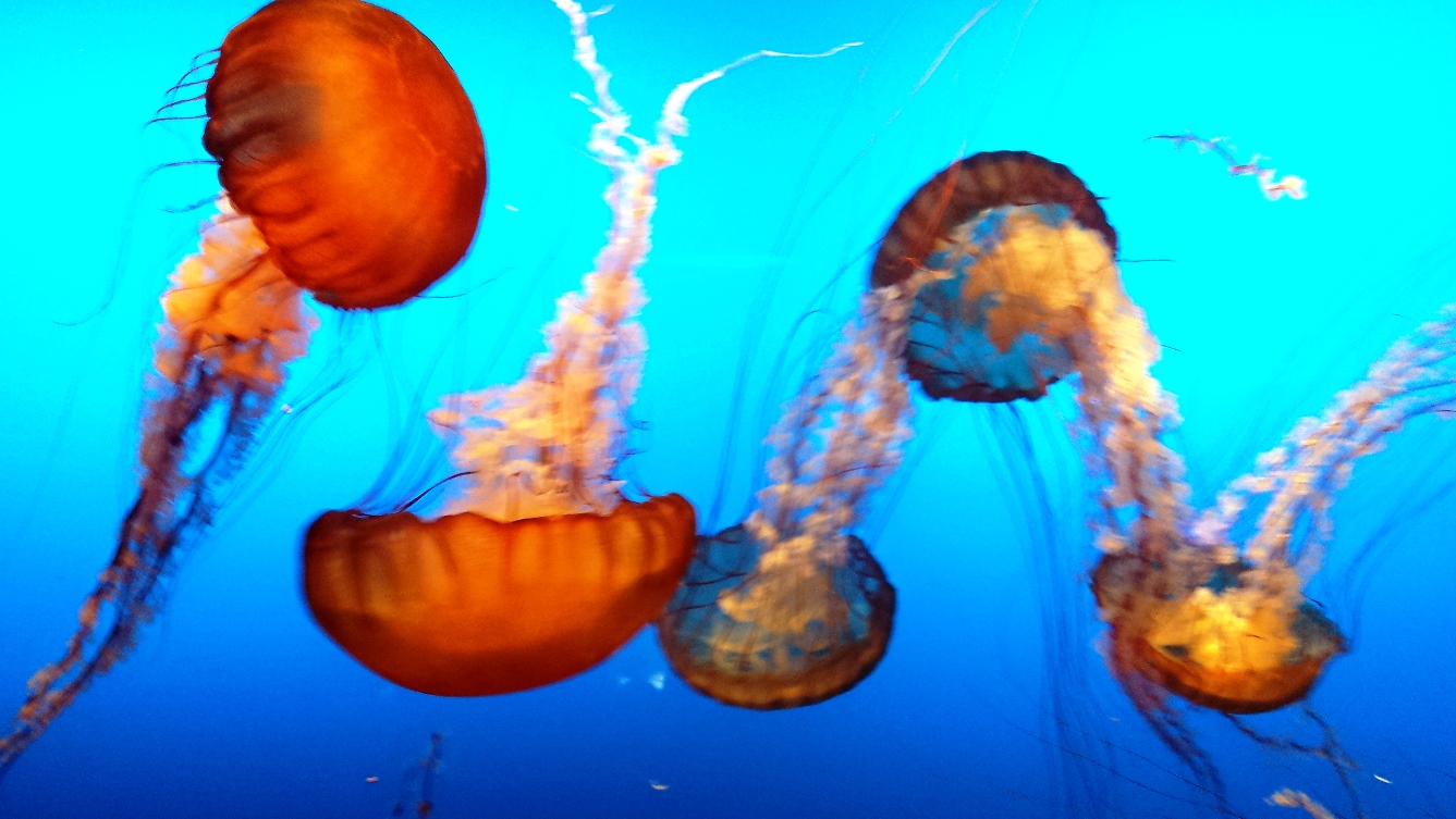 Jellyfish, Henry Doorly Zoo's aquarium