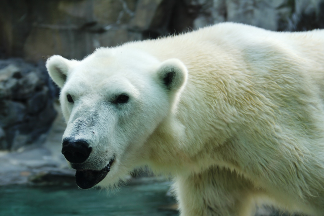 Polar bear at Henry Doorly Zoo