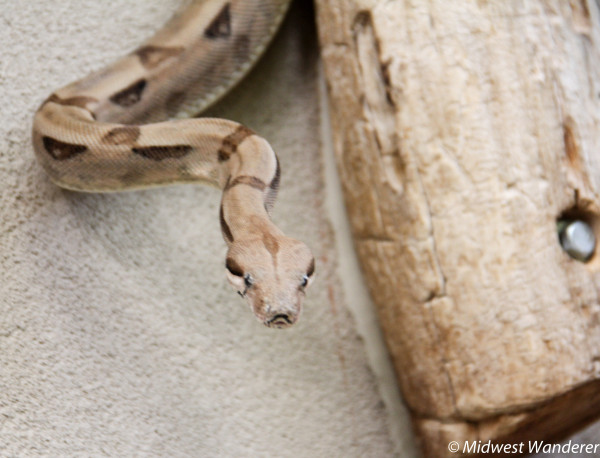 How Reptile Gardens Blends Beauty and Beast