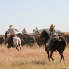 Custer State Park Buffalo Roundup: A Close-Up View