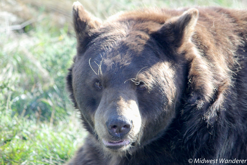 Driving Through Bear Country USA Midwest Wanderer