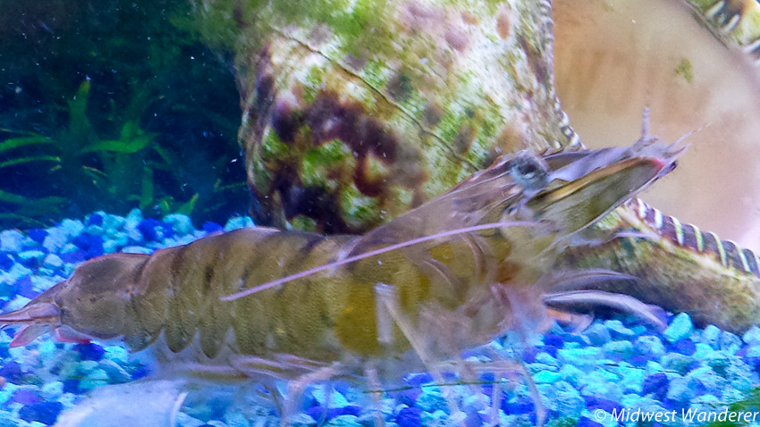 shrimp in aquarium