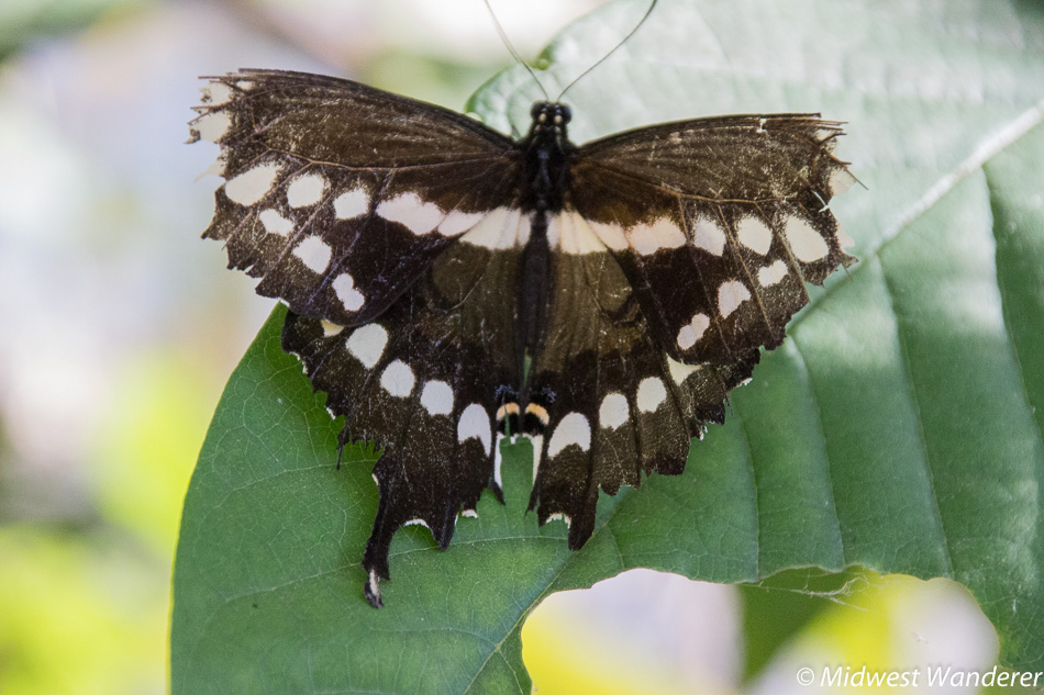 giant swallowtail butterfly