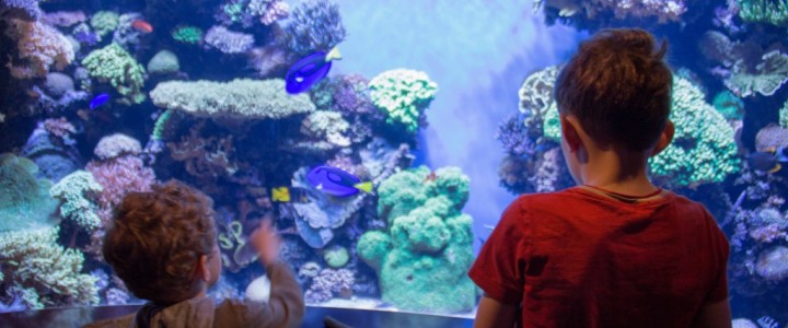 A Day at the Monterey Bay Aquarium