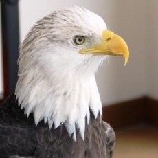 3 Great Places in Illinois for Eagle Watching