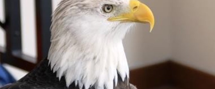 3 Great Places in Illinois for Eagle Watching