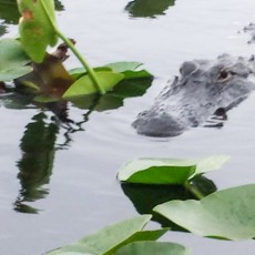 Everglades Holiday Park: Touring the Everglades on an Airboat