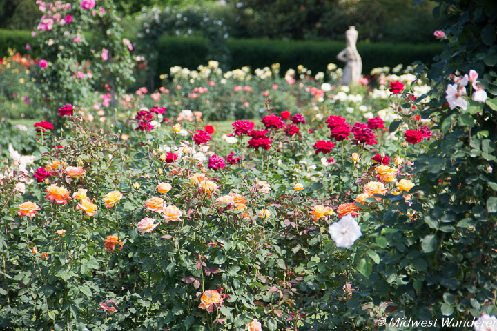 Hershey Gardens Rose Garden - 2