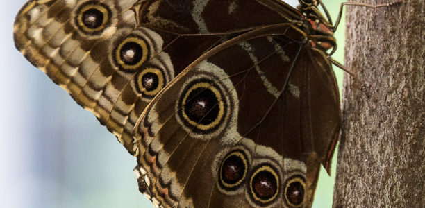 Hershey Gardens Opens Tropical Butterfly Atrium