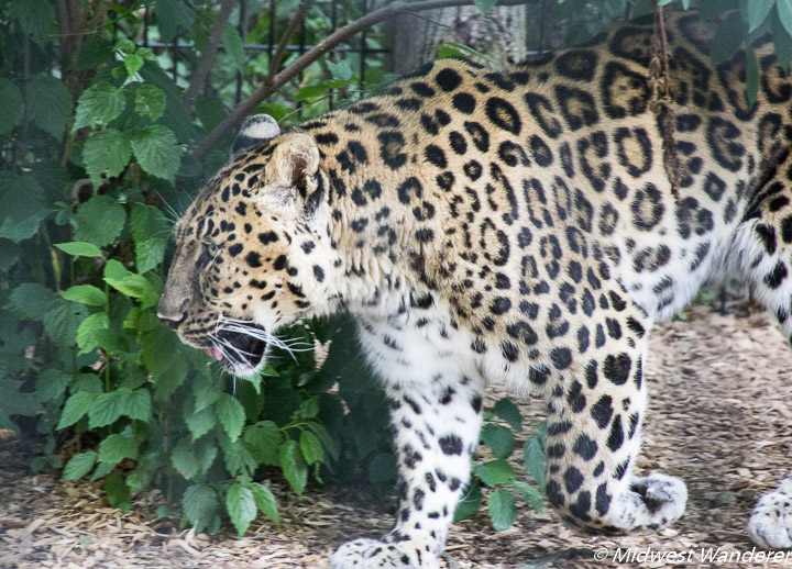 Leopard at Fort Wayne Children's Zoo