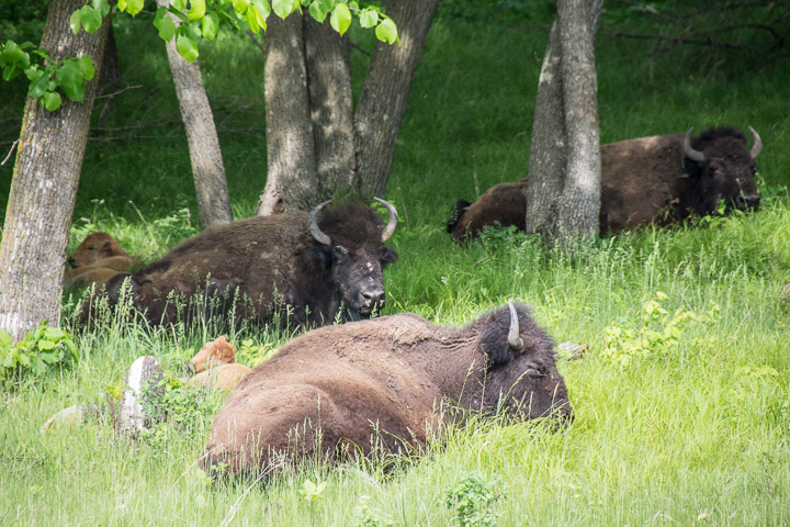 Bison at Sully's Hill National Game Preserve