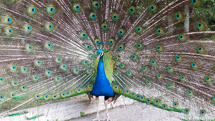 peacock at Fort Wayne Children's Zoo