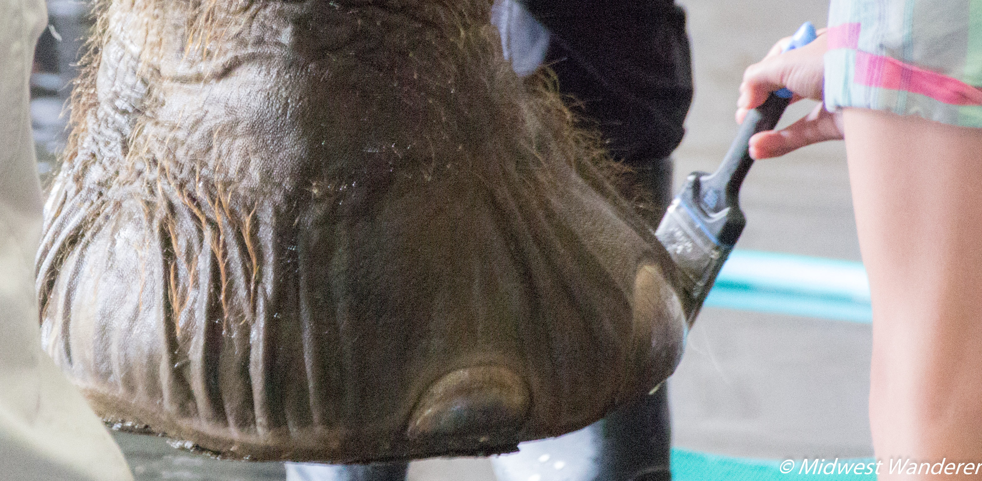 Polishing elephant toenails at Wilstem Ranch