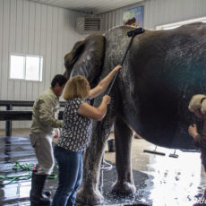 Wilstem Ranch: How to Bathe an Elephant