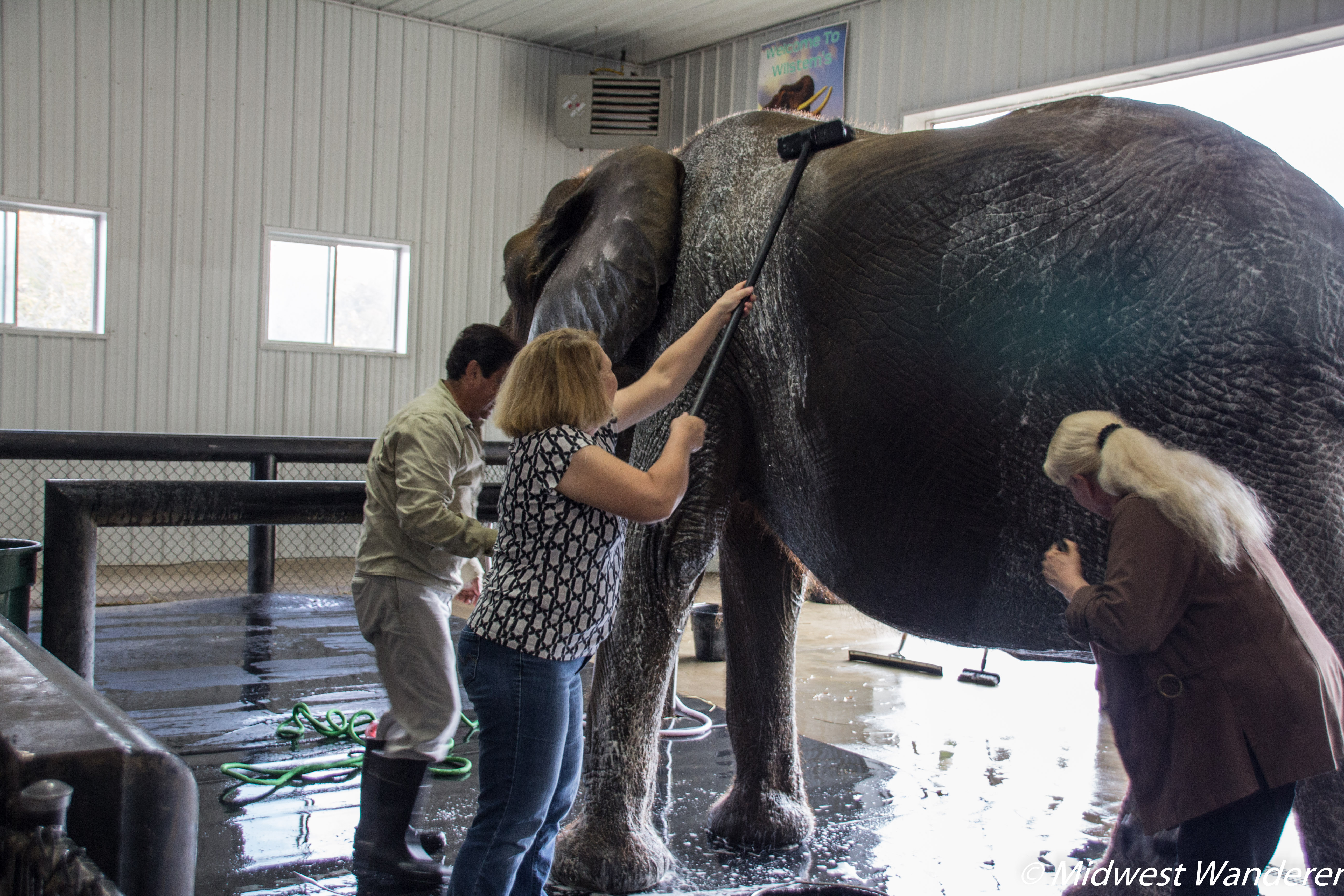 Scrubbing an elephant at Wilstem Ranch