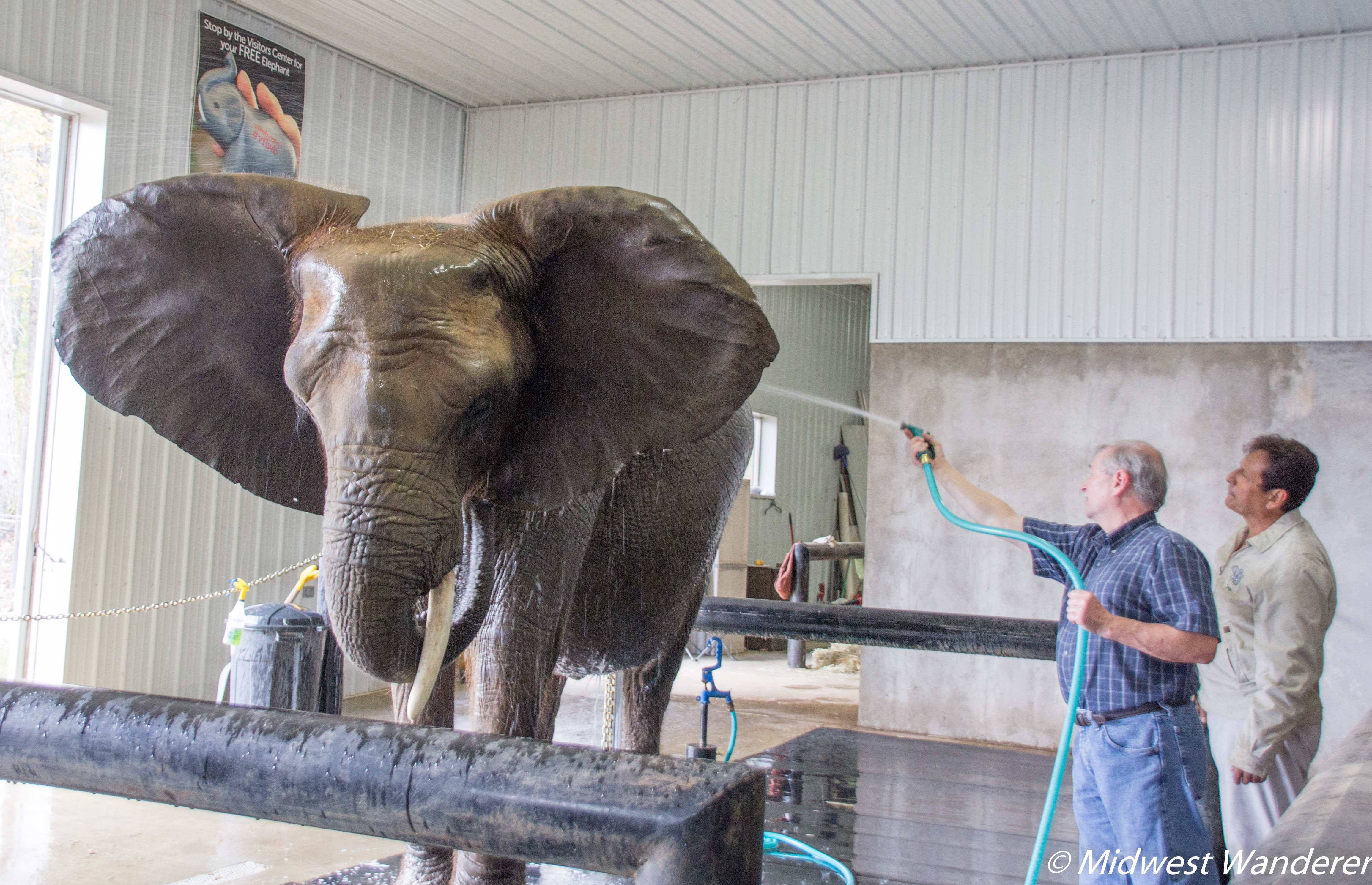 Rinsing an elephant at Wilstem Ranch