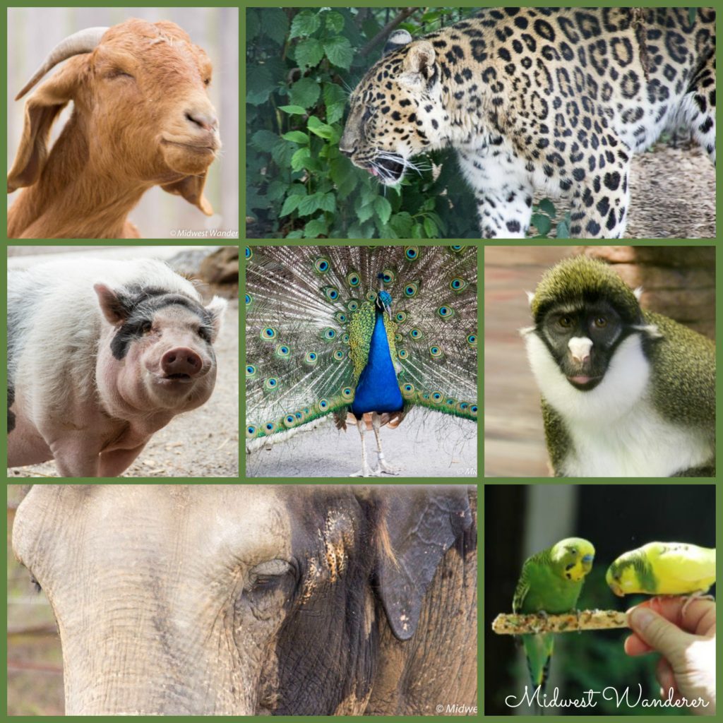6 Small Midwest Zoos Great for a Short Visit