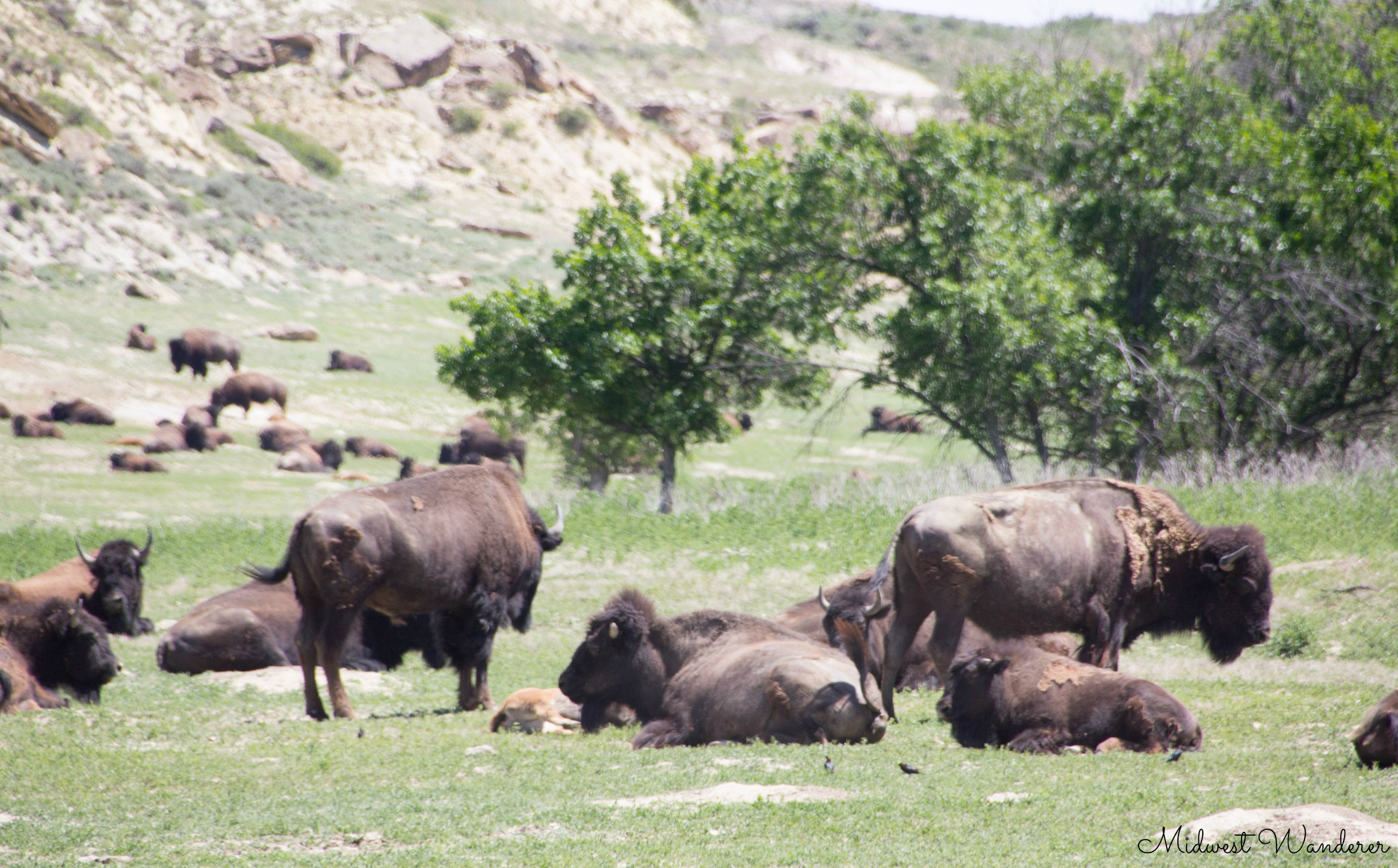 Theodore Roosevelt National Park - bison