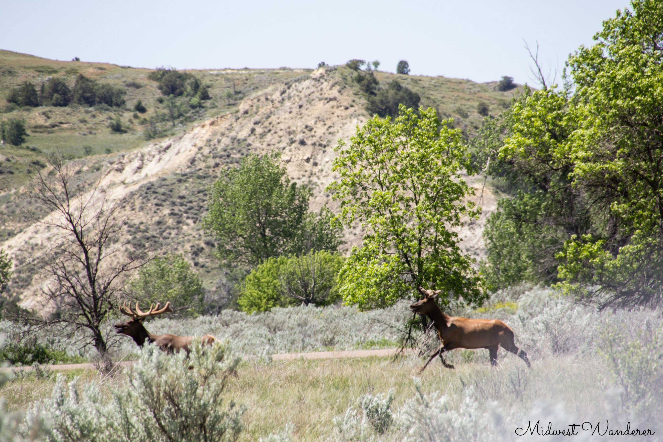 Theodore Roosevelt National Park - elk