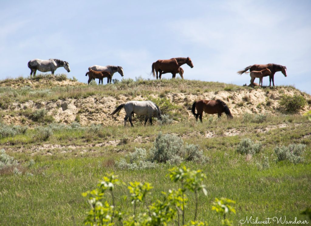 Driving through Theodore Roosevelt National Park Midwest Wanderer