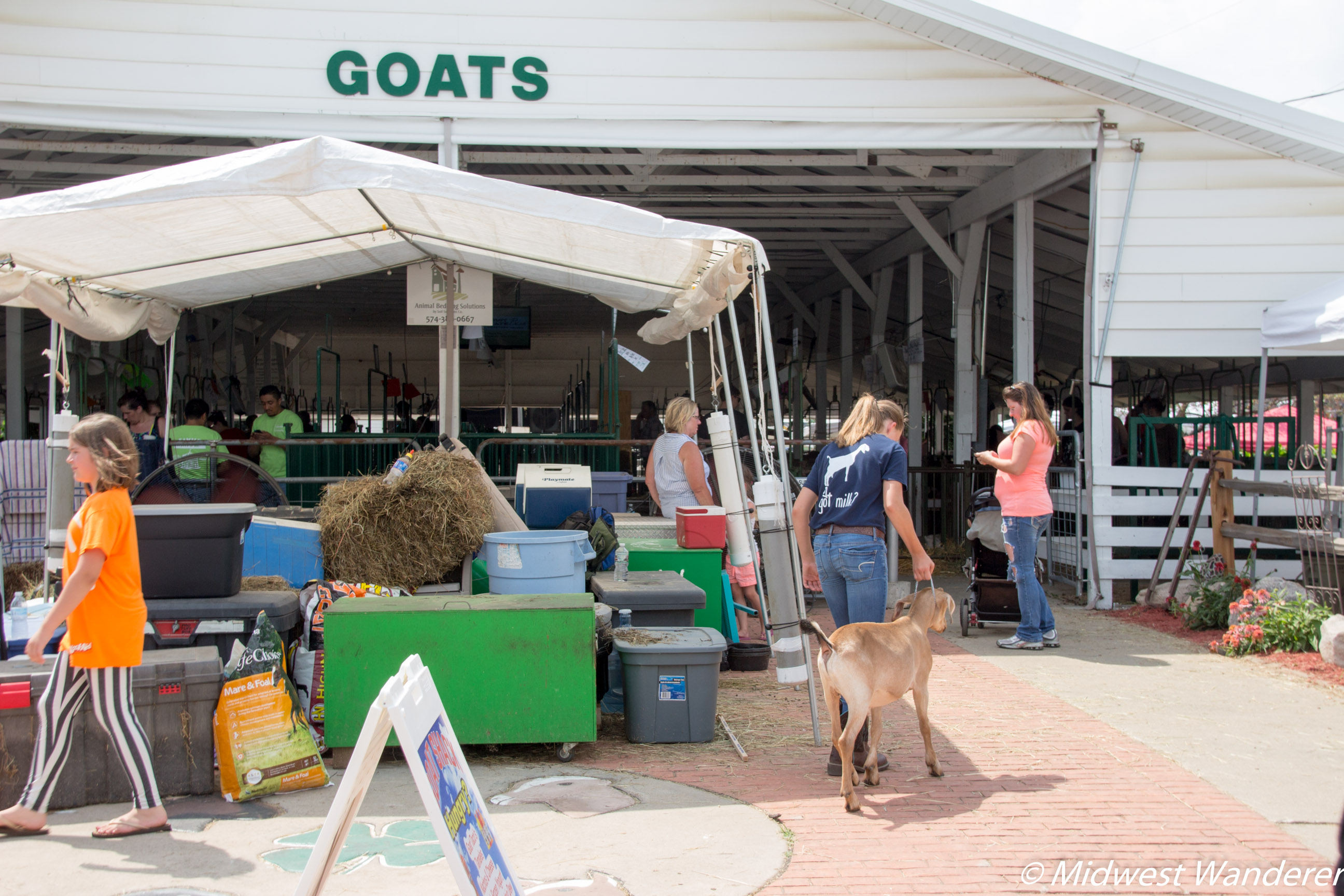 Elkhart County Fair - goat