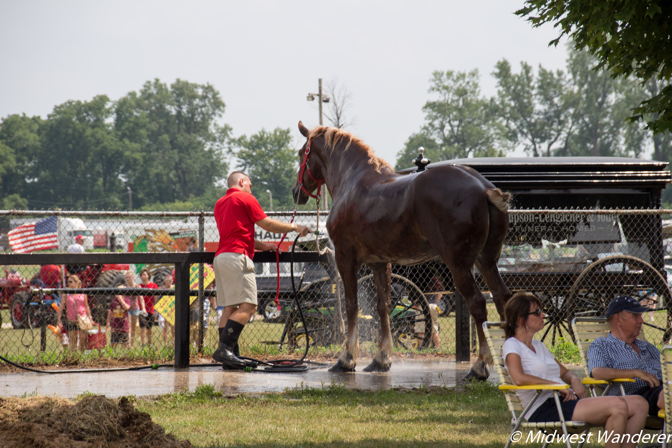 Elkhart County Fair - horse