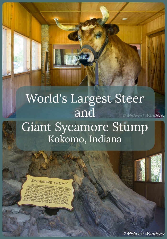 Worlds Largest Steer