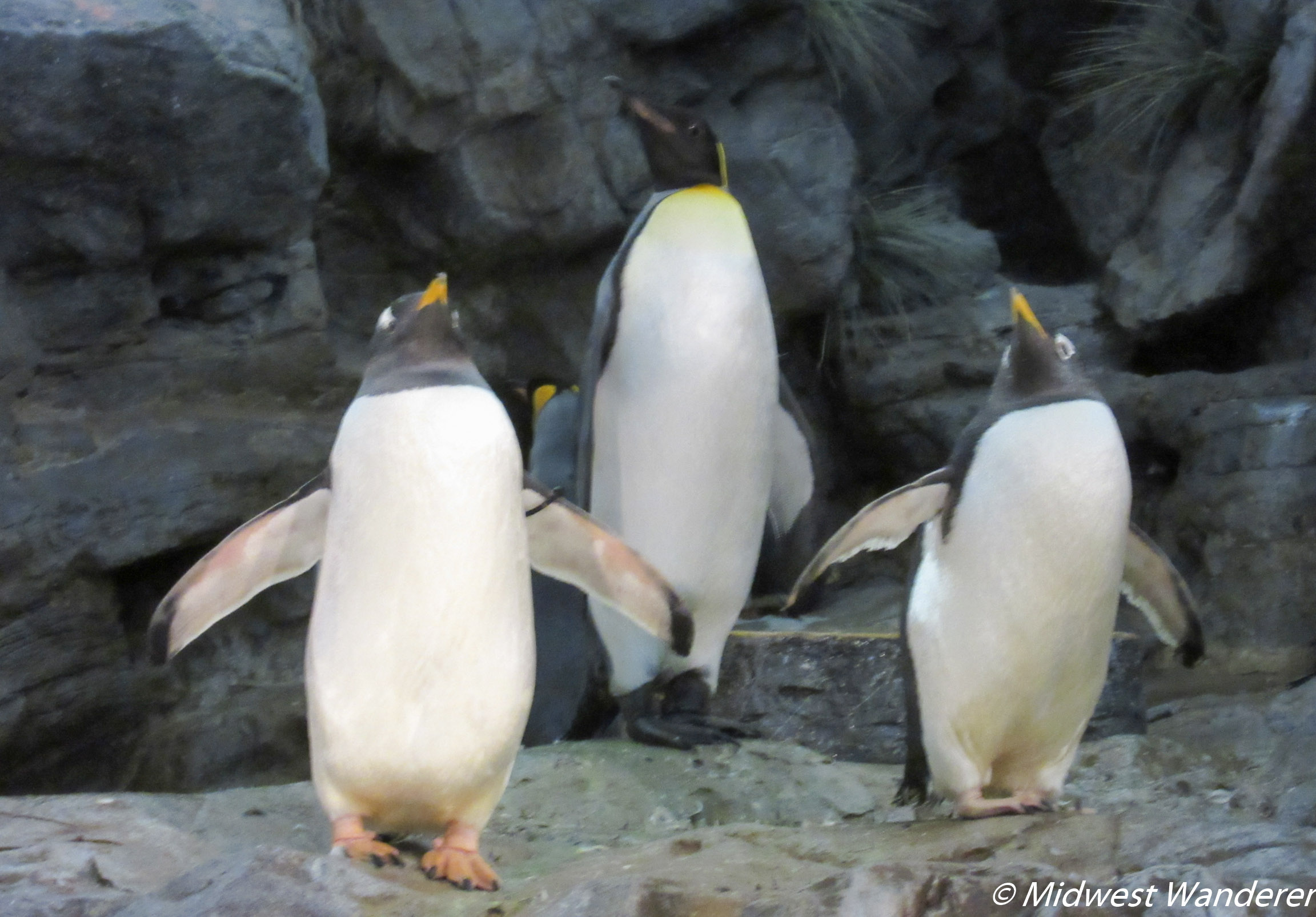 St Louis Zoo - Penguins Singing