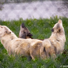 Howling with Wolves at Wolf Park