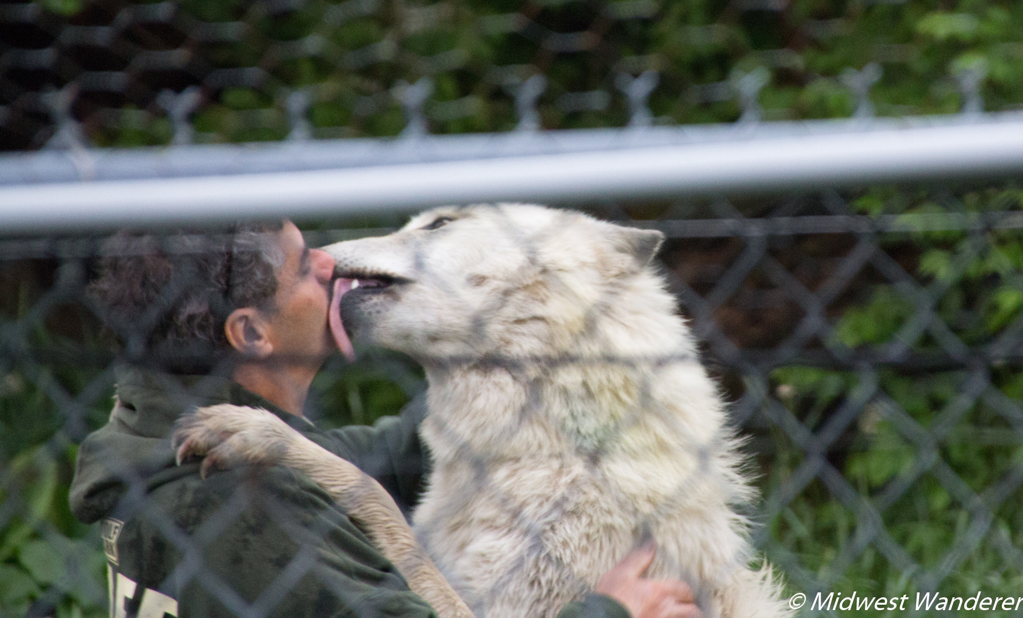 Wolf licking staff at Wolf Park