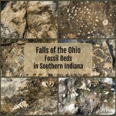 Exploring Falls of the Ohio Fossil Beds
