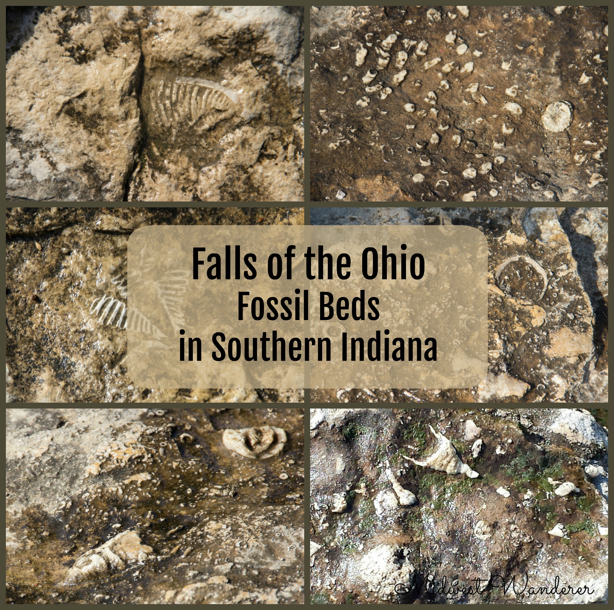 Exploring Falls of the Ohio Fossil Beds -
