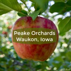 Apple Time at Peake Orchards