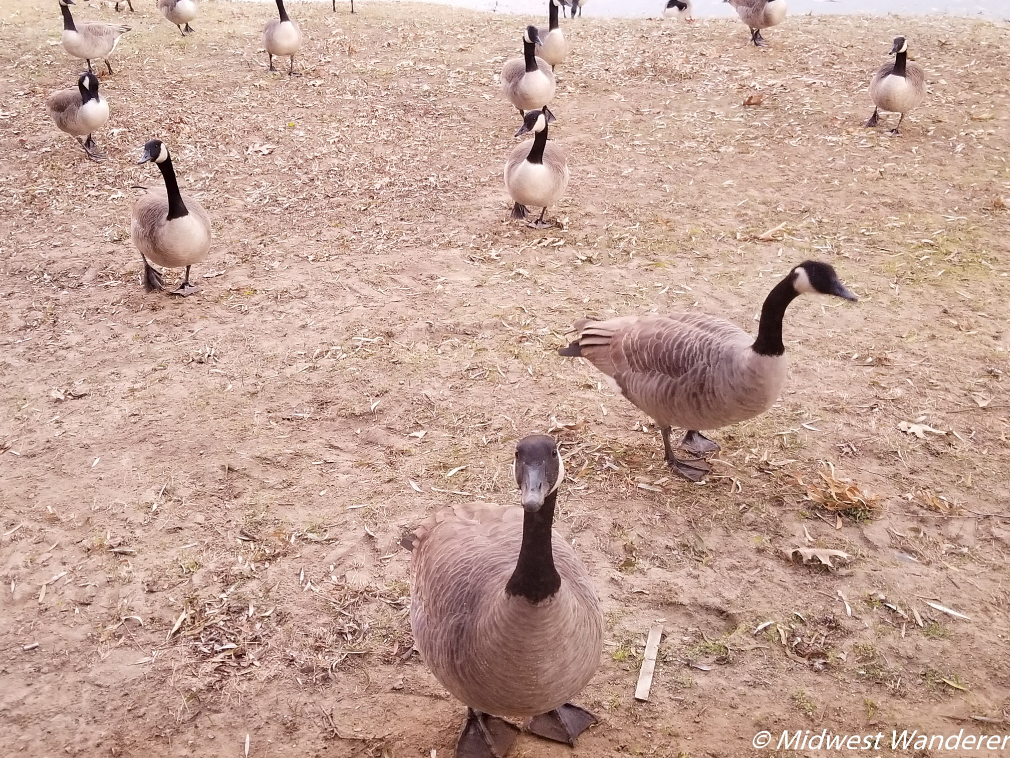 Serenity Springs - geese