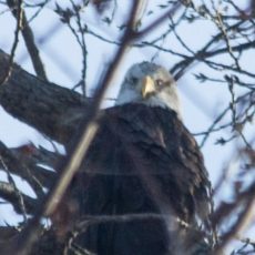 Why Alton is Perfect for Eagle Watching