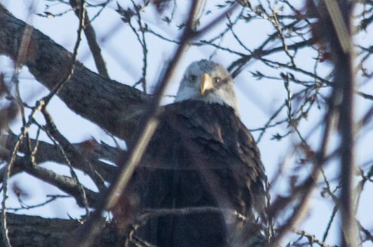 Why Alton is Perfect for Eagle Watching