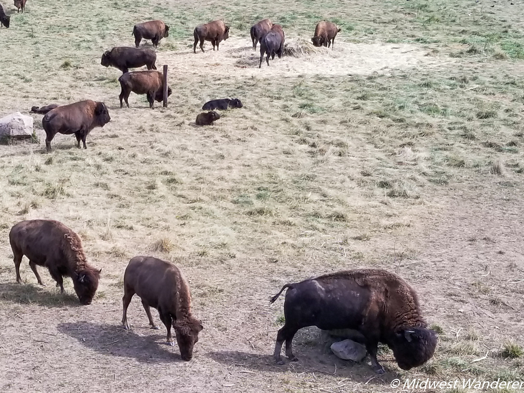 Wildlife Prairie Park bison
