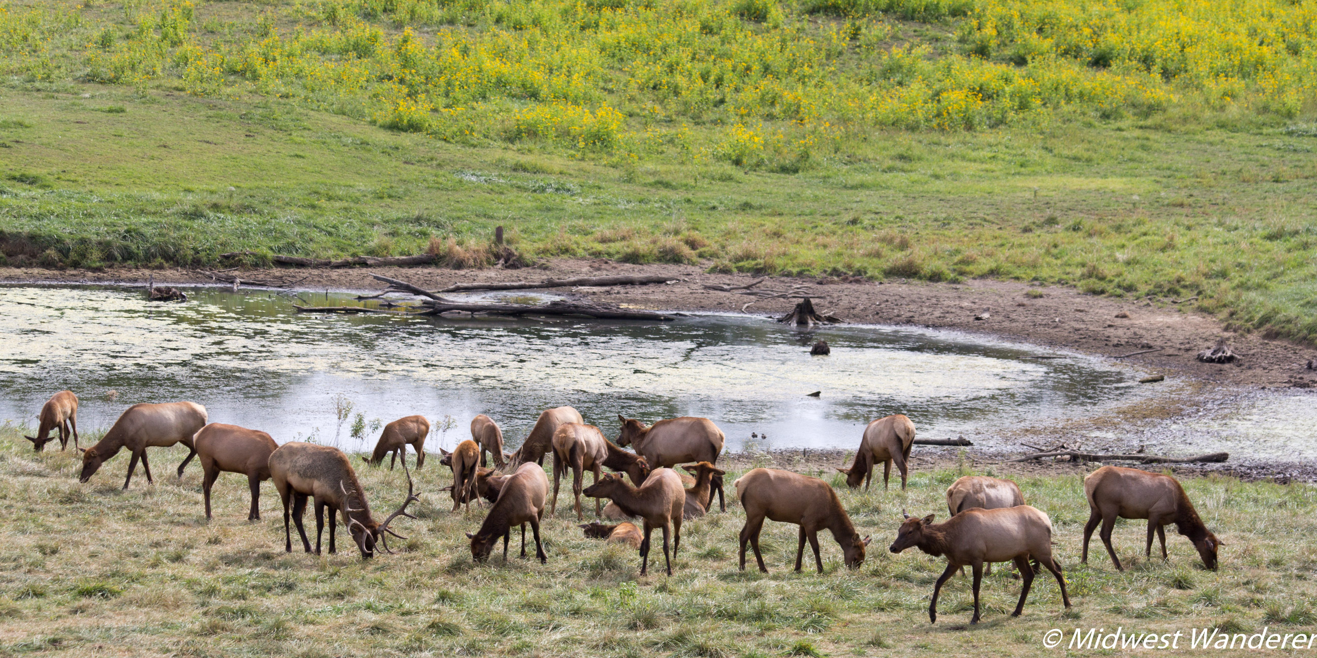 Wildlife Prairie Park elk