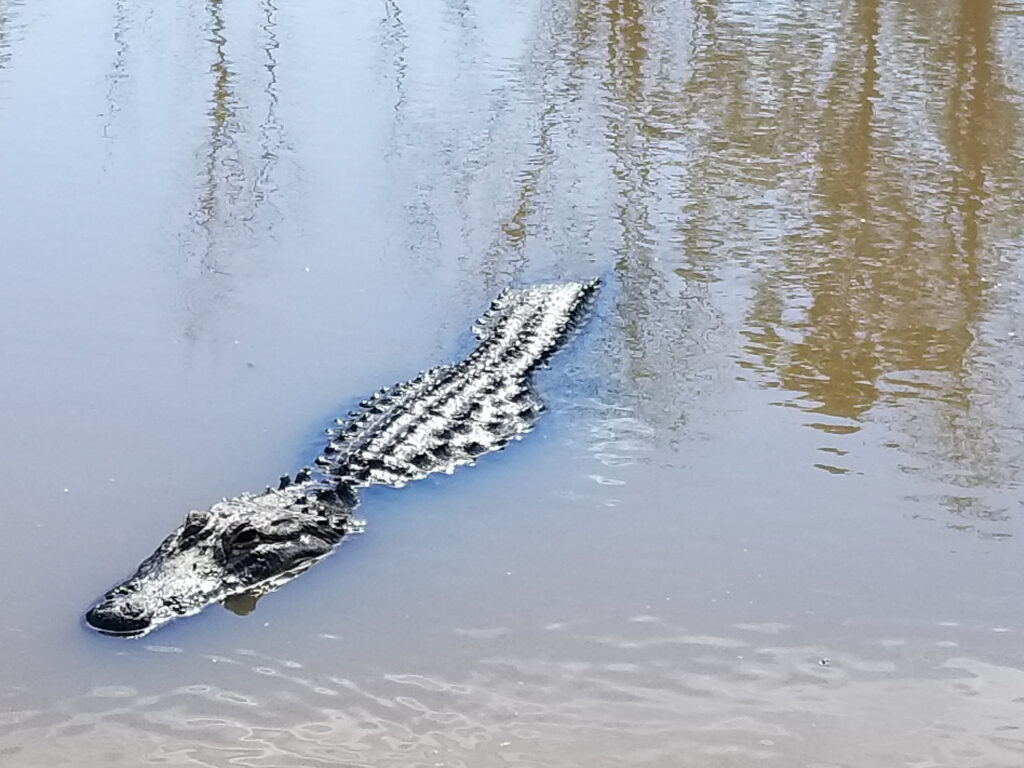 Alligator brumating in the lagoon