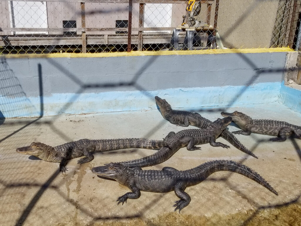 Baby alligators at Gulf Coast Gator Ranch