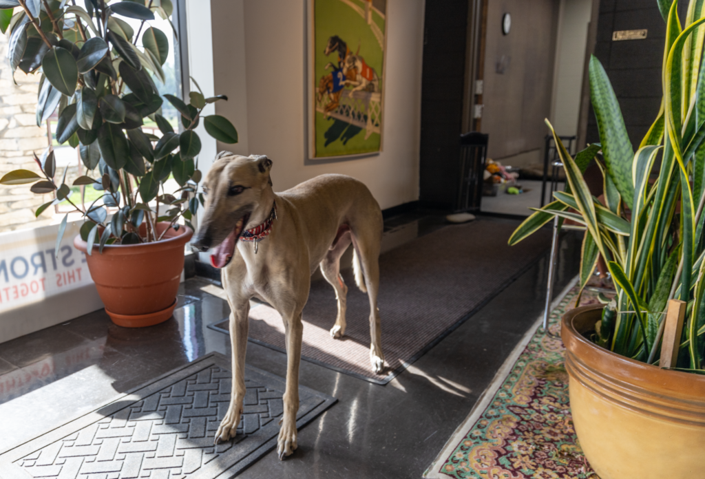 Adopted greyhound retiree