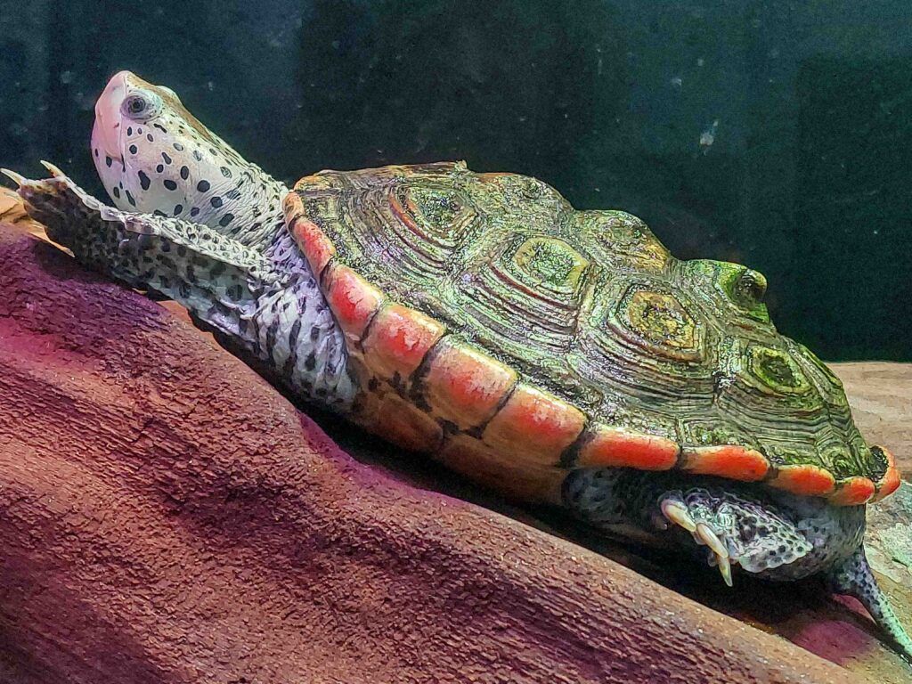 A turtle in an aquarium