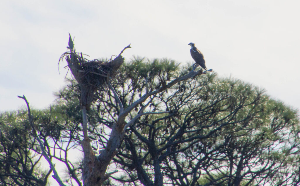 Osprey nest at the top of a tree with an osprey nearby