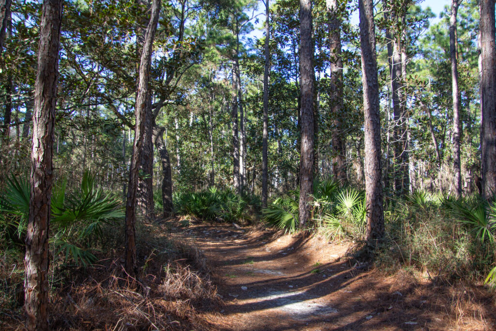 Fern-lined path at the Audubon Bird Sanctuary